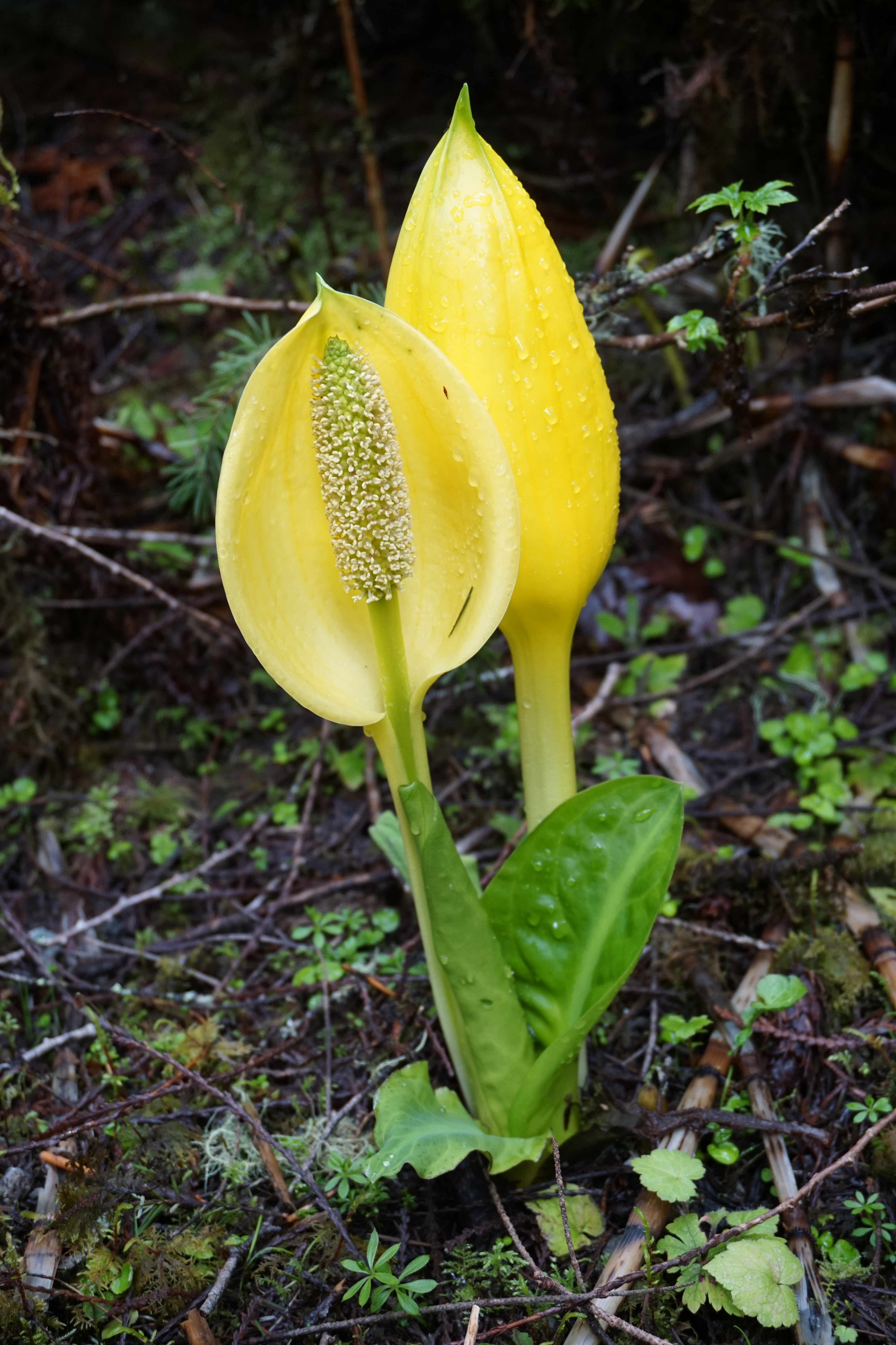 Poirier Impact Solutions